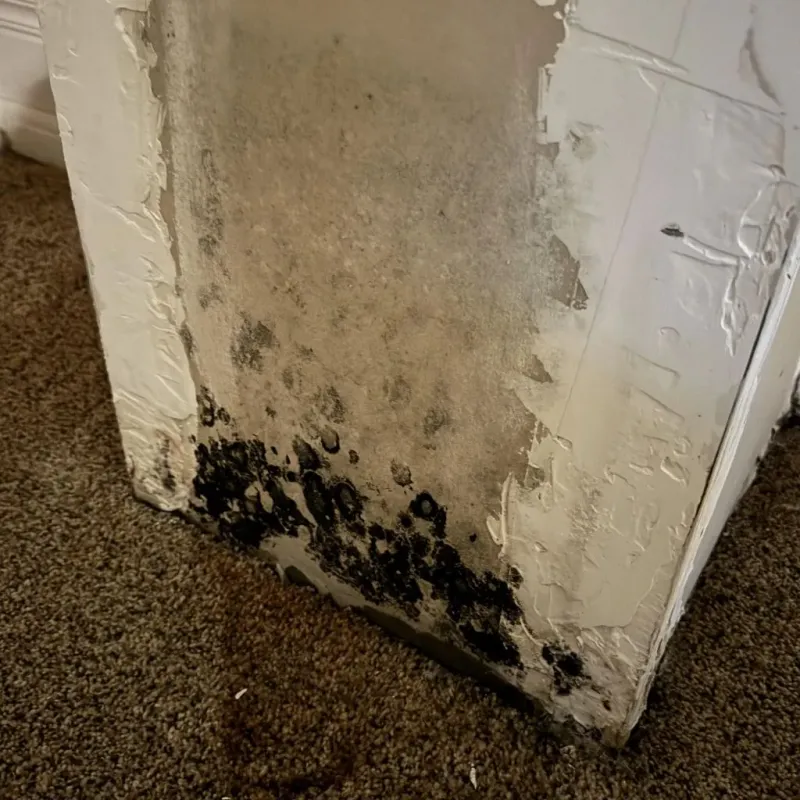 Professional Mold Removal in Southfield, MI